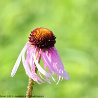 Buy canvas prints of Cone Flowers June 27th 2022 (7A) by Philip Lehman