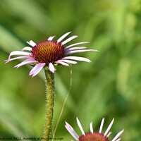 Buy canvas prints of Cone Flowers June 27th 2022 (23A) by Philip Lehman