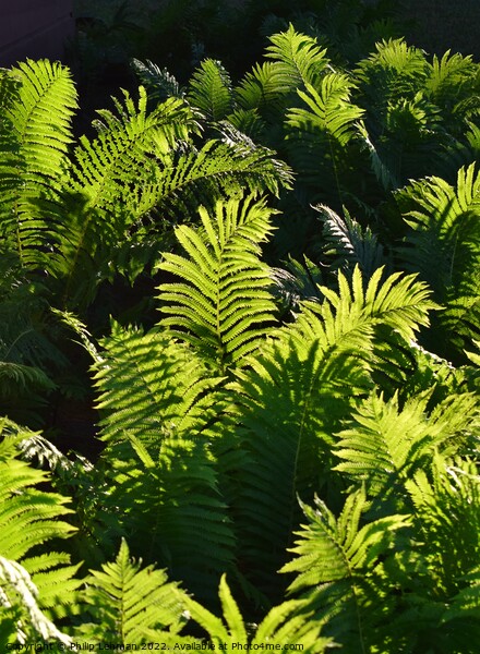 Ferns at Golden Hour (3A) Picture Board by Philip Lehman