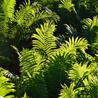 Buy canvas prints of Ferns at Golden Hour (3A) by Philip Lehman