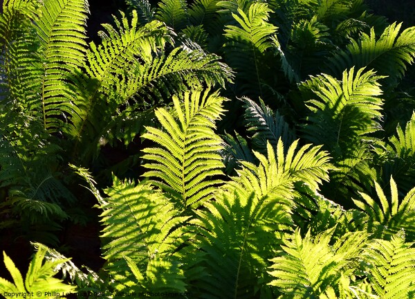 Ferns at Golden Hour (4A) Picture Board by Philip Lehman