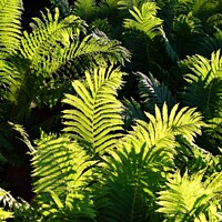 Buy canvas prints of Ferns at Golden Hour (4A) by Philip Lehman