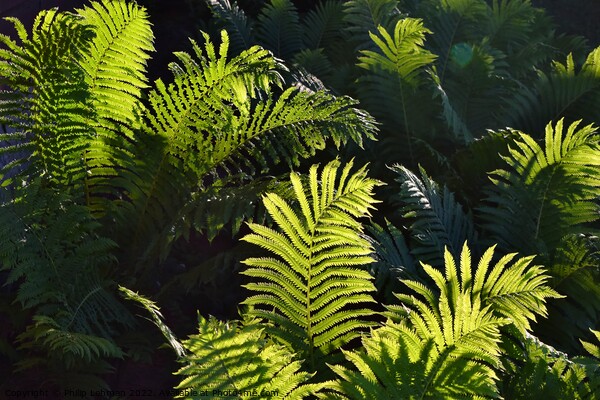Ferns at Golden Hour (5A) Picture Board by Philip Lehman
