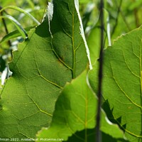 Buy canvas prints of Leaf Close up (3A) by Philip Lehman