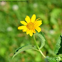 Buy canvas prints of Oxeye-False Sunflower (5A) by Philip Lehman