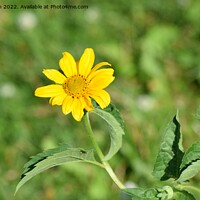 Buy canvas prints of Oxeye-False Sunflower (7A) by Philip Lehman