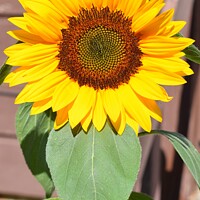 Buy canvas prints of Sunflower Closeup (7A) by Philip Lehman