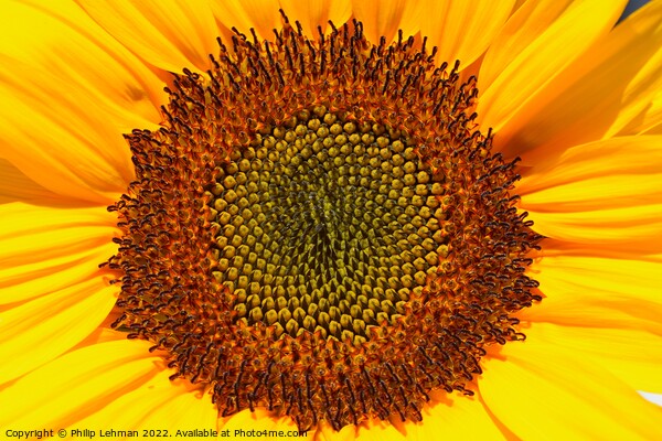 Sunflower Closeup (3A) Picture Board by Philip Lehman