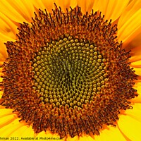 Buy canvas prints of Sunflower Closeup (3A) by Philip Lehman