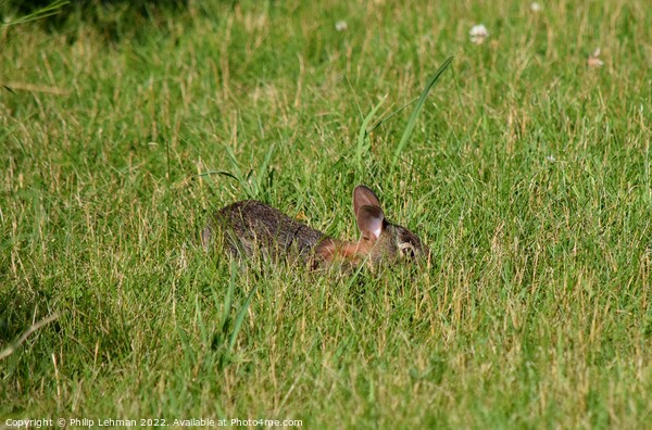 Rabbit Badger Prairie (1A) Picture Board by Philip Lehman