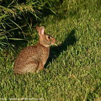 Buy canvas prints of Wild Rabbit  (1A) by Philip Lehman