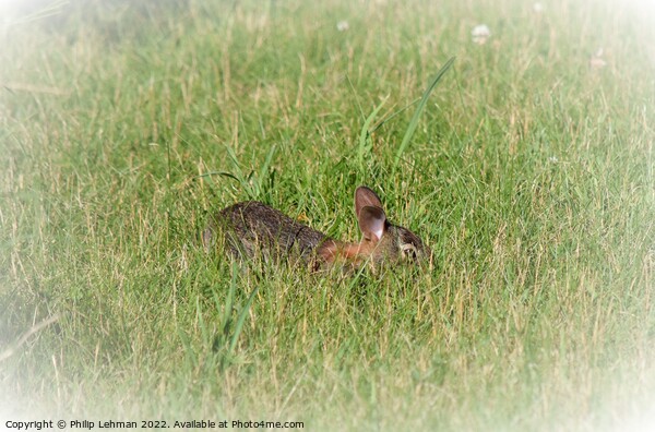 Rabbit Badger Prairie (1B) Picture Board by Philip Lehman