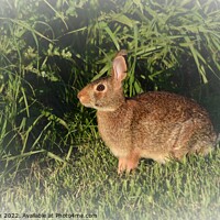 Buy canvas prints of Wild Rabbit  (6B) by Philip Lehman