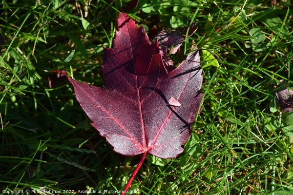 Fallen Maple Leaf (1A) Picture Board by Philip Lehman