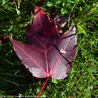 Buy canvas prints of Fallen Maple Leaf (1A) by Philip Lehman