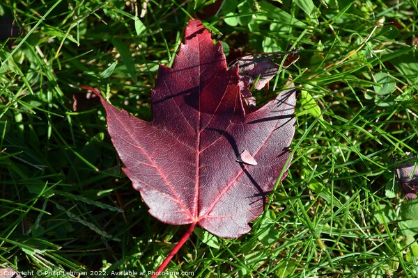Fallen Maple Leaf (7A) Picture Board by Philip Lehman