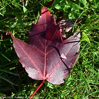 Buy canvas prints of Fallen Maple Leaf (7A) by Philip Lehman