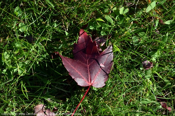 Fallen Maple Leaf (2A) Picture Board by Philip Lehman