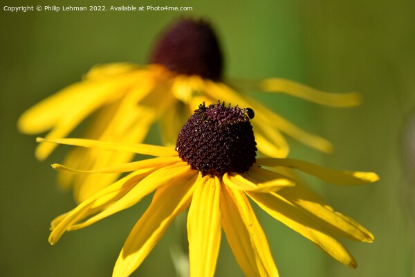 Blackeyed Susan (8A) Picture Board by Philip Lehman