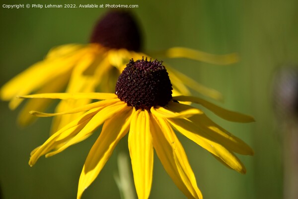 Blackeyed Susan (4A) Picture Board by Philip Lehman