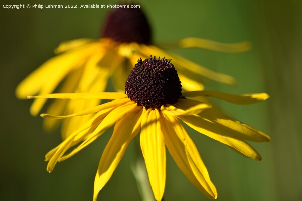 Blackeyed Susan (1A) Picture Board by Philip Lehman