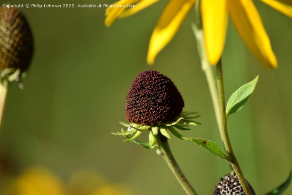 Blackeyed Susan (6A) Picture Board by Philip Lehman