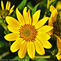 Buy canvas prints of Oxeye (3A) by Philip Lehman