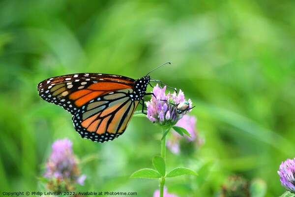 Monarch in clover field (1A) Picture Board by Philip Lehman