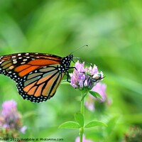 Buy canvas prints of Monarch in clover field (1A) by Philip Lehman