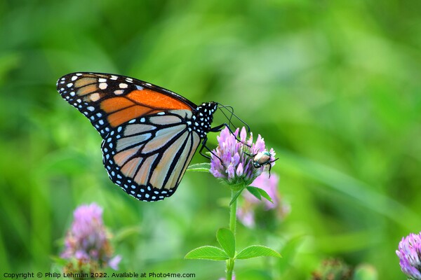 Monarch in clover field (2A) Picture Board by Philip Lehman