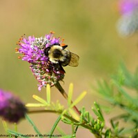 Buy canvas prints of Bumble Bee on Clover (4B) by Philip Lehman