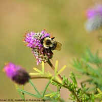 Buy canvas prints of Bumble Bee on Clover (4A) by Philip Lehman