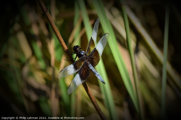 Dragonfly on grass (2B) Picture Board by Philip Lehman