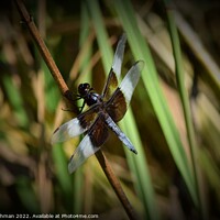 Buy canvas prints of Dragonfly on grass (2B) by Philip Lehman