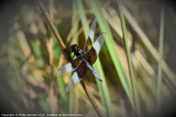Dragonfly on grass (2D) Picture Board by Philip Lehman