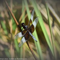 Buy canvas prints of Dragonfly on grass (2D) by Philip Lehman