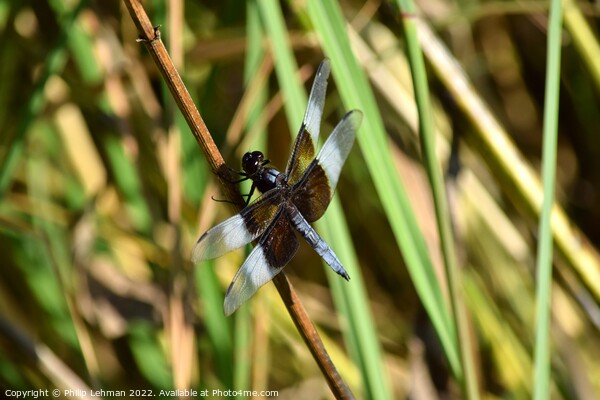 Dragonfly on grass (2A) Picture Board by Philip Lehman