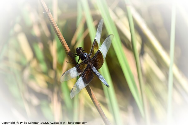 Dragonfly on grass (2C) Picture Board by Philip Lehman