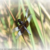Buy canvas prints of Dragonfly on grass (2C) by Philip Lehman