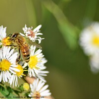 Buy canvas prints of Honey Bees on White Asters (27A) by Philip Lehman