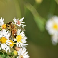 Buy canvas prints of Honey Bees on White Asters (26A) by Philip Lehman