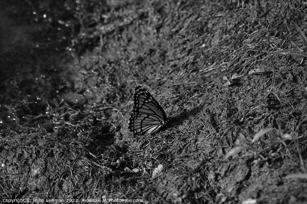 Monarch Butterfly  near pond (B) Picture Board by Philip Lehman