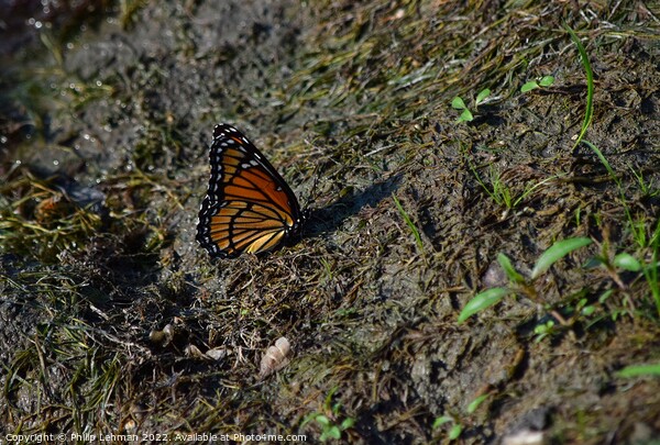 Monarch Butterfly  near pond (C) Picture Board by Philip Lehman