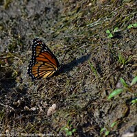 Buy canvas prints of Monarch Butterfly  near pond (C) by Philip Lehman