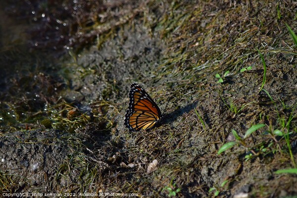 Monarch Butterfly  near pond (A) Picture Board by Philip Lehman