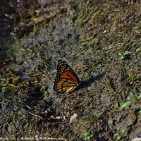 Buy canvas prints of Monarch Butterfly  near pond (A) by Philip Lehman