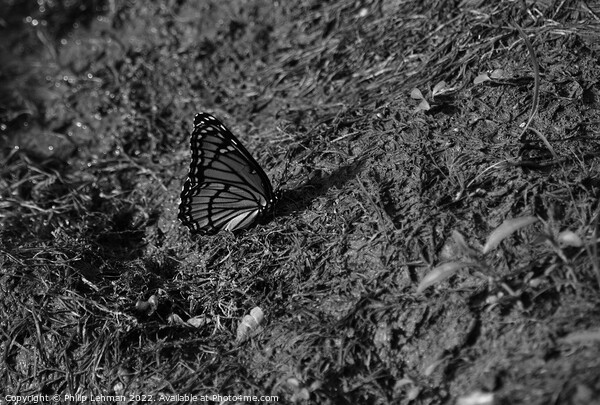 Monarch Butterfly  near pond (D) Picture Board by Philip Lehman