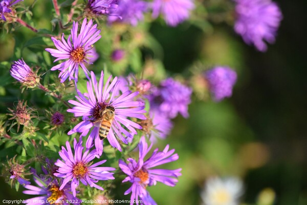 Honey Bee on Purple Asters (A) Picture Board by Philip Lehman