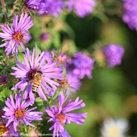 Buy canvas prints of Honey Bee on Purple Asters (A) by Philip Lehman