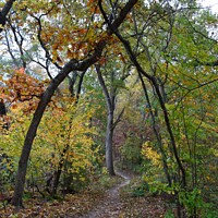 Buy canvas prints of Fall Colors Donald Park Oct 17th (69A) by Philip Lehman